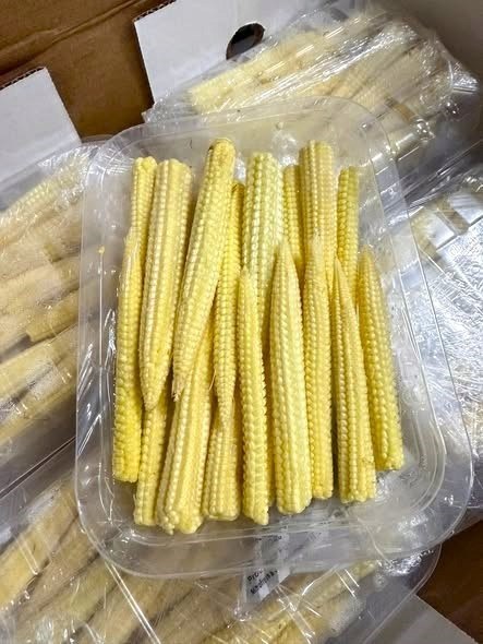Baby Corn , baby kukurydza , słodziutka 125g - Kenia