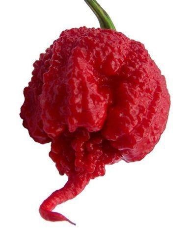 Carolina REAPER - 1kg świeża papryka SUPER OSTRA !