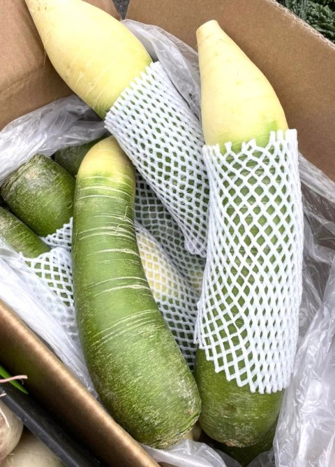 Green Radish, świeża Zielona Rzodkiew Chińska 10 kg- Chiny