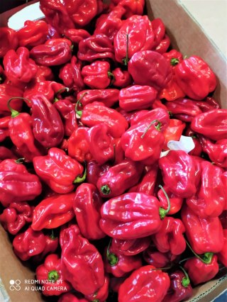HABANERO PAPRYKA ŚWIEŻA czerwona - 1kg