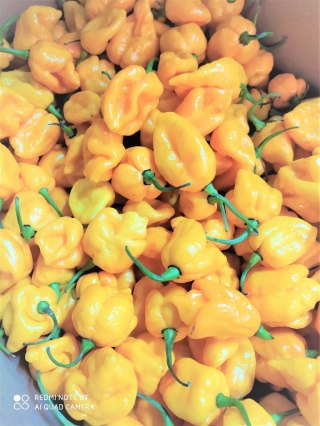 HABANERO ŻÓŁTA PAPRYKA ŚWIEŻA 1kg OSTRA!!!
