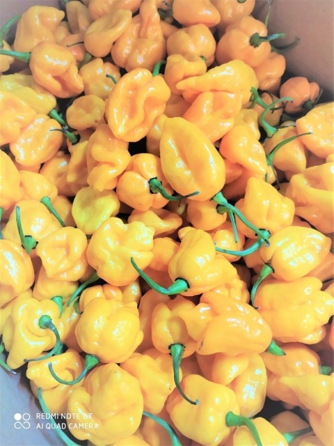 Habanero żółta świeża i ostra 500g - Holandia