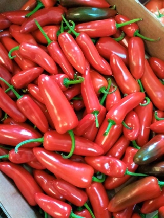 Jalapeno świeża czerwona 500g ostra - Holandia