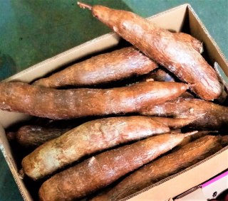 MANIOK jadalny świeży , CASSAVA 1kg - Costa Rica