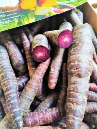 Marchew fioletowa świeża 1 kg