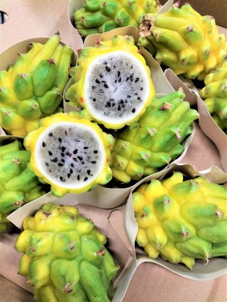 PITAJA, PITAHAYA, SMOCZY OWOC żółty 2-2,5kg pudełk
