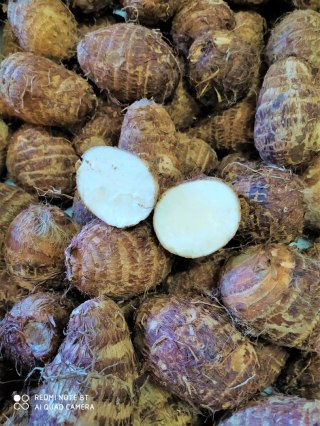 Świeże Eddo, 1kg kolokazja jadalna, włochaty ziemniak
