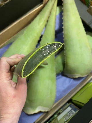 Świeże liście Aloesu 5kg (karton) , Aloe Vera , naturalny na soki i kosmetyki - Kraj Hiszpania