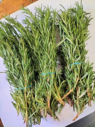 Świeży ROZMARYN cięty 1kg- kraj Kenia
